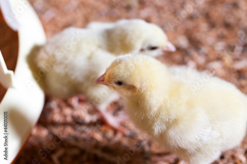 chicken chicks at a poultry farm, close up