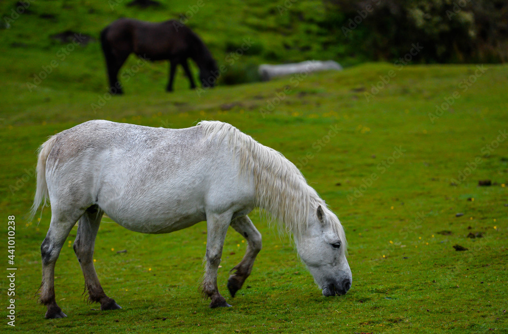 Horses in Dartmoor