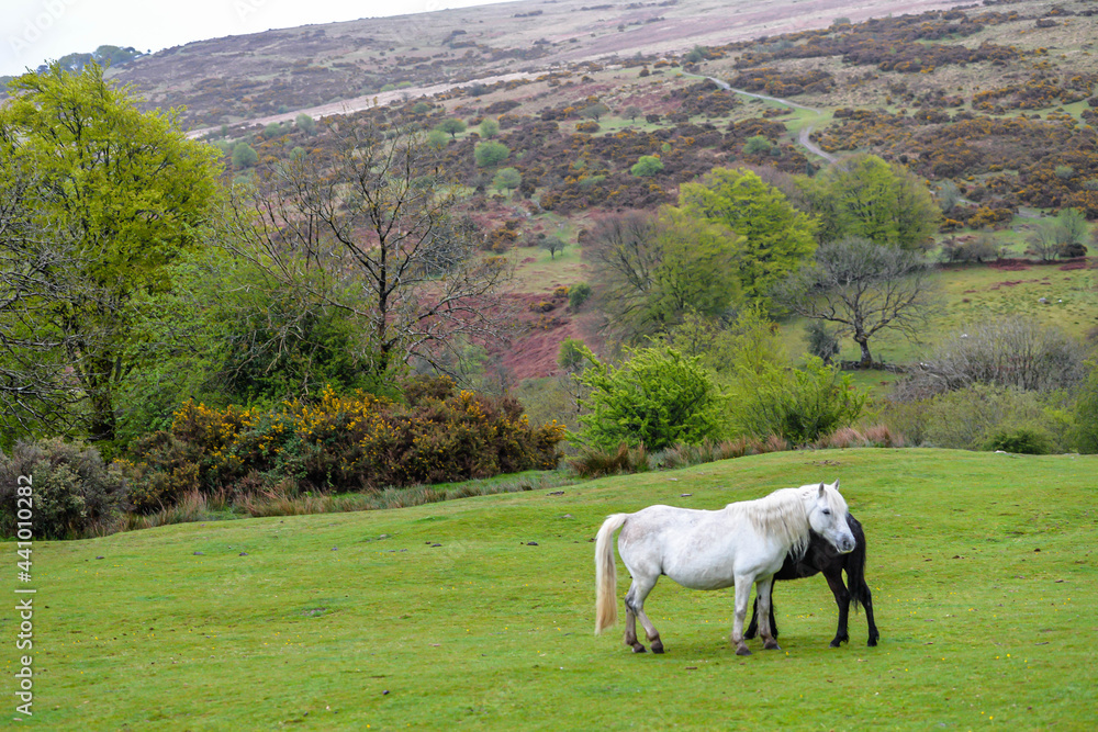 Horses in Dartmoor