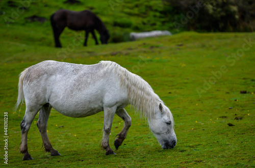 Obraz na płótnie Horses in Dartmoor w salonie