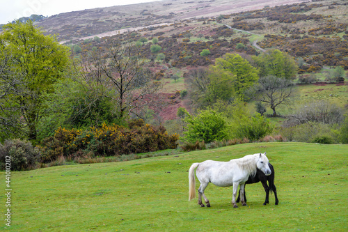 Obraz na płótnie Horses in Dartmoor w salonie