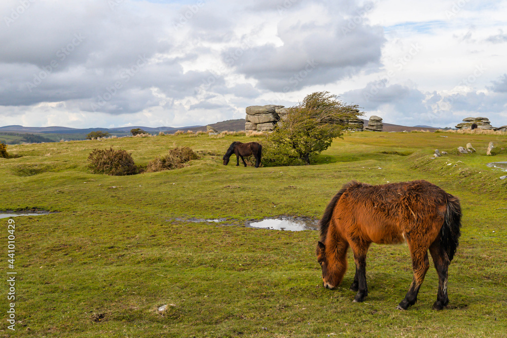 Horses in Dartmoor