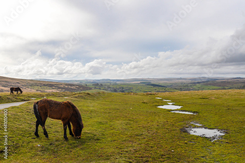 Obraz na płótnie Horses in Dartmoor w salonie