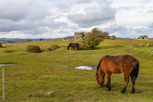 Obraz na płótnie Horses in Dartmoor w salonie