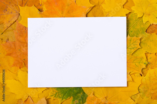 Blank White Sheet For Texts On Colorful Autumn Maple Leaves Top View.