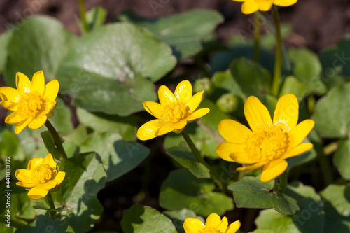 beautiful yellow flowers in the garden
