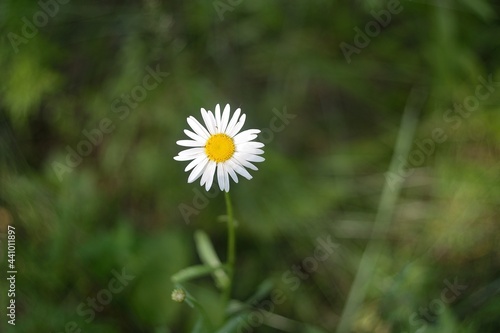 Blooming wildflowers and herbs, summer flowering daisies.