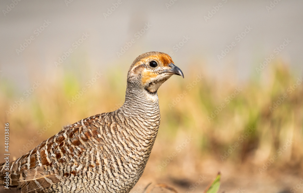grey francolin bird, close up shot of grey francolin bird from Dubai desert grey francolin bird, close up shot of grey francolin bird from Dubai desert
