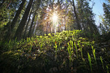 young plants reach out to Sun. Spring in forest