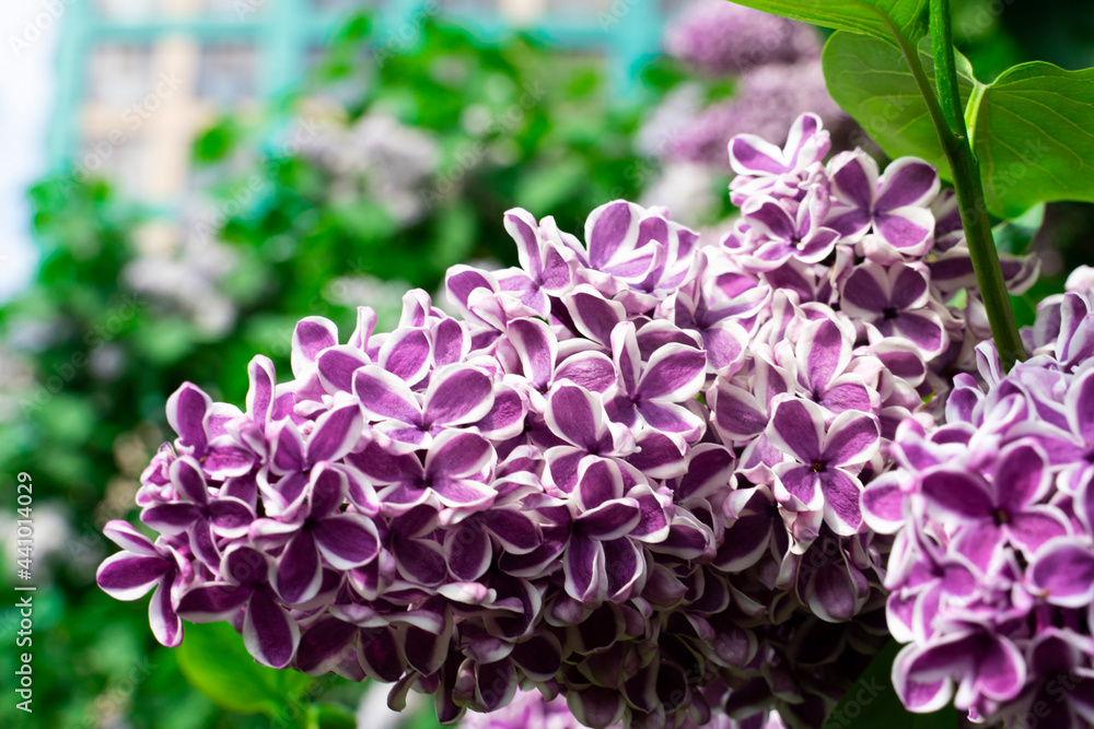 Lilac varieties Sensation branch with flowers and green leaves close-up. Lilac varieties Sensation branch with flowers and green leaves close-up.