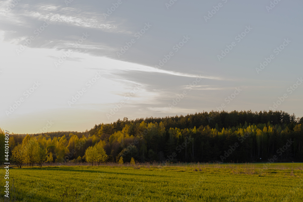 Green field and forest in the evening in the rays of the setting sun