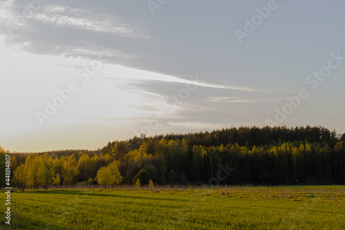 Green field and forest in the evening in the rays of the setting sun