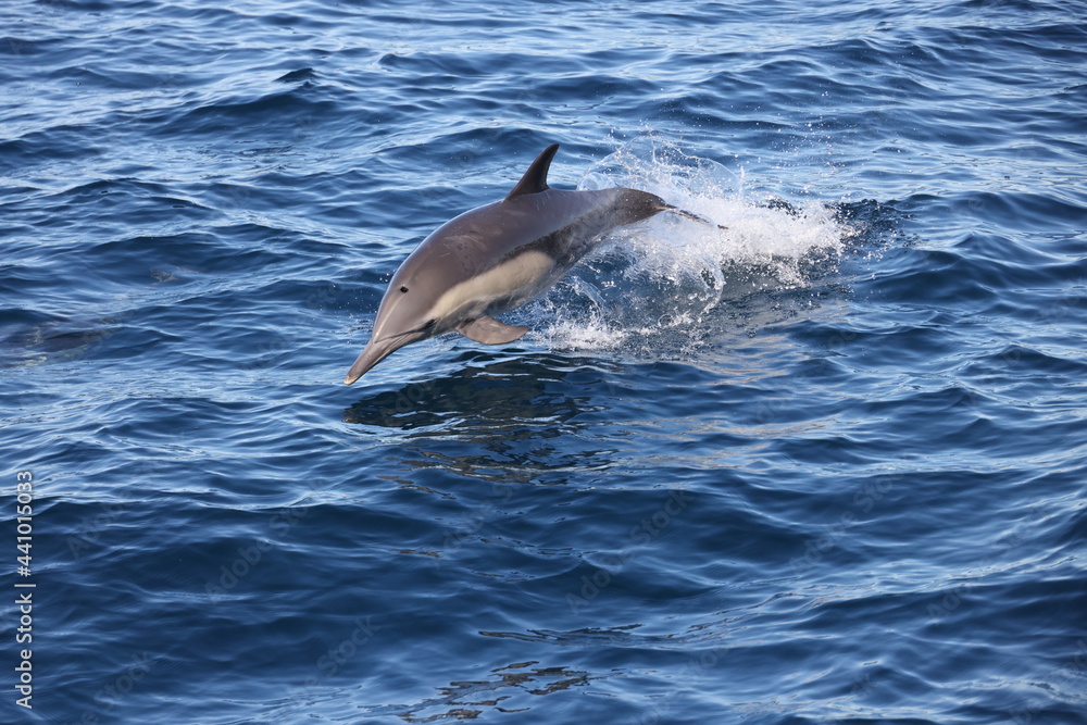 Fototapeta premium dolphin jumping out of water