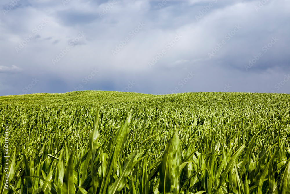 agricultural activity related to the cultivation of sweet corn agricultural activity related to the cultivation of sweet corn