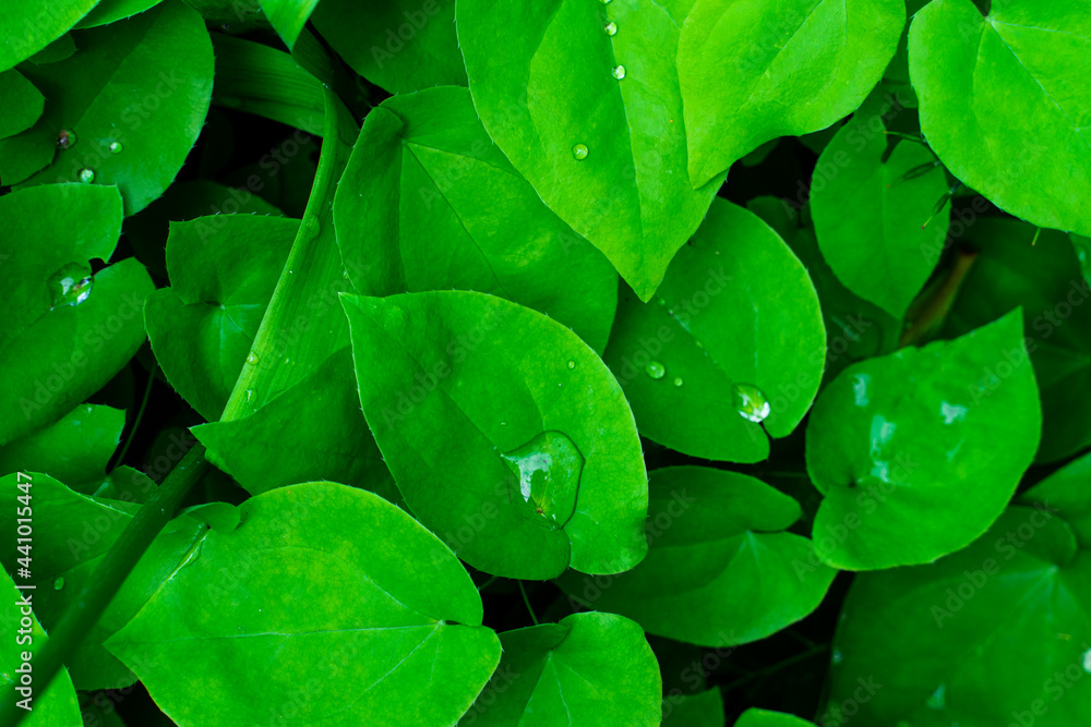 Green leaves with water drops close - up full frame. Vegetable green background. Space for your text. Green leaves with water drops close - up full frame. Vegetable green background. Space for your text.