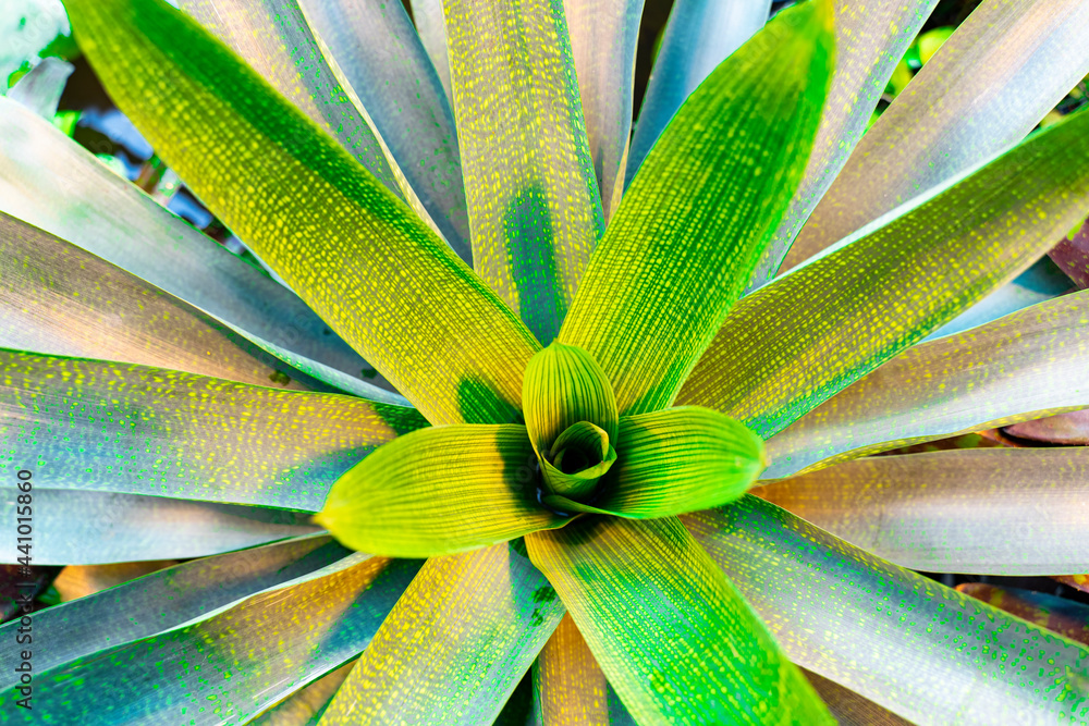 Pineapple bush is a family of monocotyledonous flowering plants, in the ...