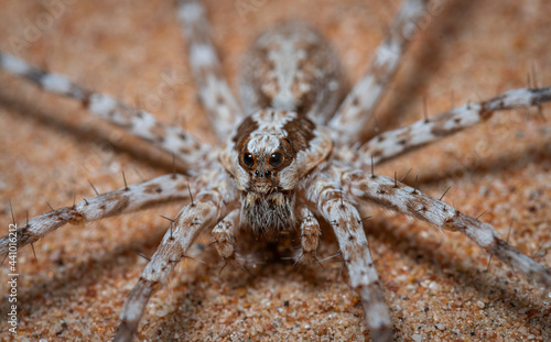 wolf spider with kill or prey  spider found in Dubai desert