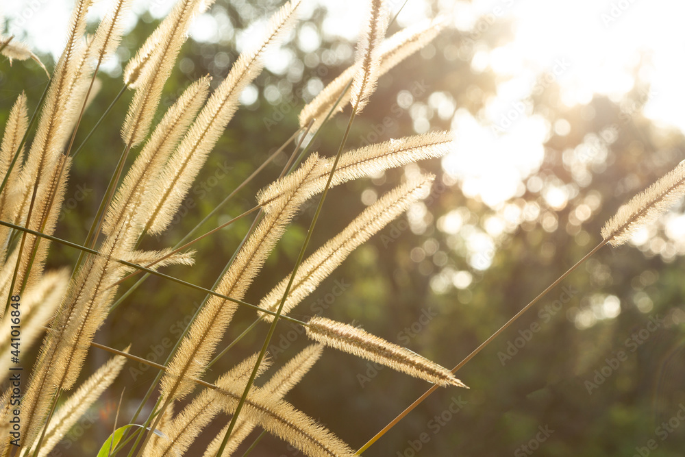 Beautiful Grass flowers field in golden light and wonderful bokeh of Sunset Time and Copy space for your text. Wallpaper and Background concept. Beautiful Grass flowers field in golden light and wonderful bokeh of Sunset Time and Copy space for your text. Wallpaper and Background concept.