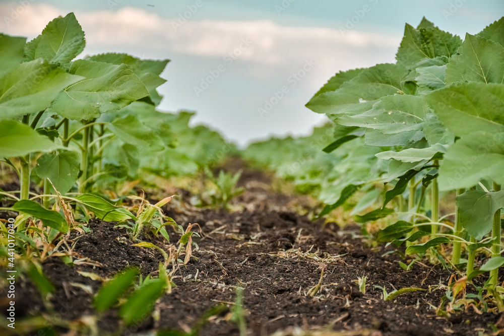 plant in the field