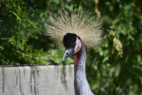 Portrait of a beautiful crowned crane. Beautiful bird with crown photo