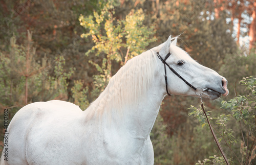 portrait of white Percheron Draft Horse in  forest © anakondasp