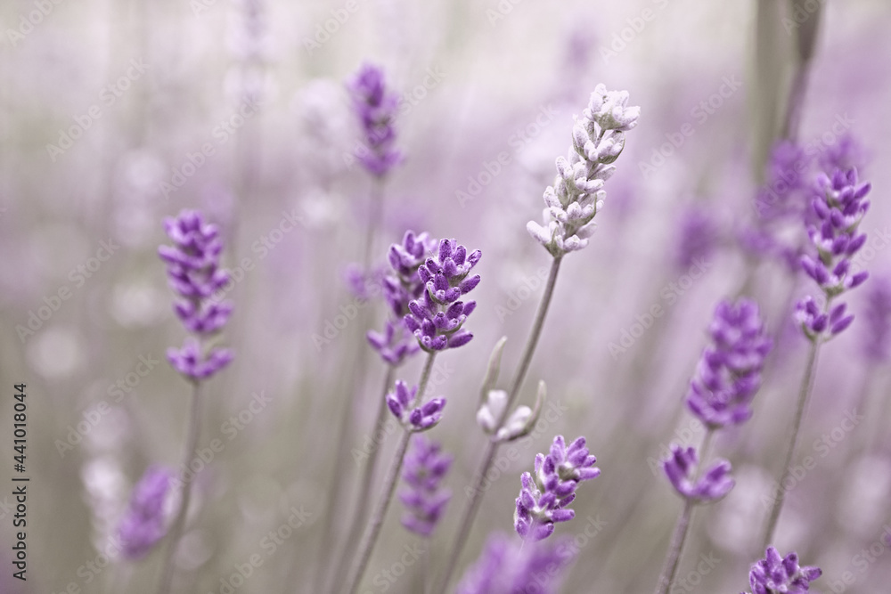 Purple and white Lavender Flowers. Close-up Purple and white Lavender Flowers. Close-up
