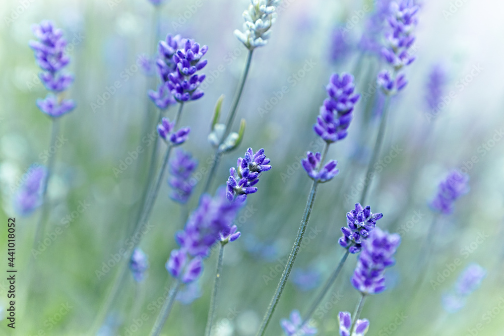 Lavender Flowers (lavandula angustifolia). Close-up Lavender Flowers (lavandula angustifolia). Close-up