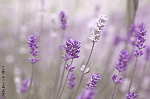 Purple and white Lavender Flowers. Close-up