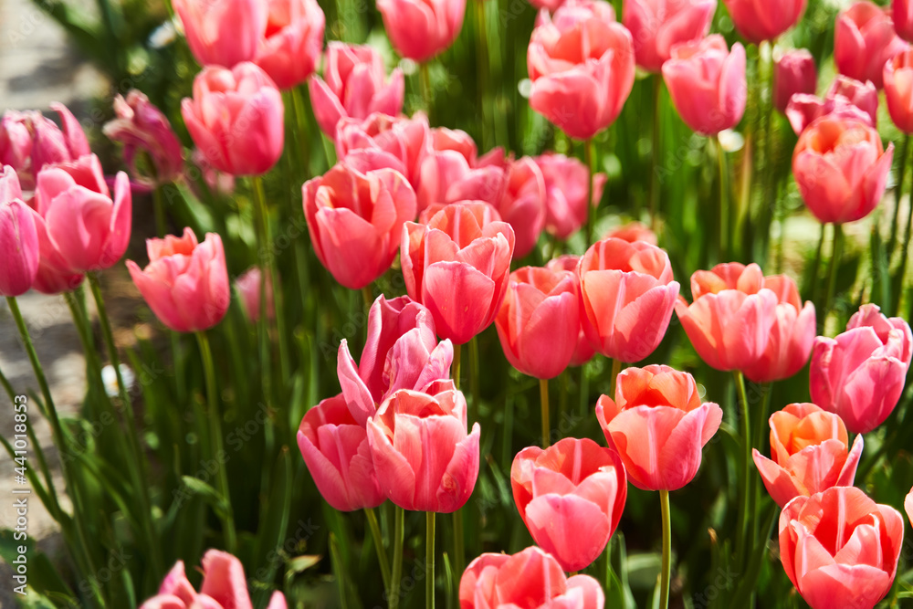 Red beautiful tulips field in spring time with sun rays