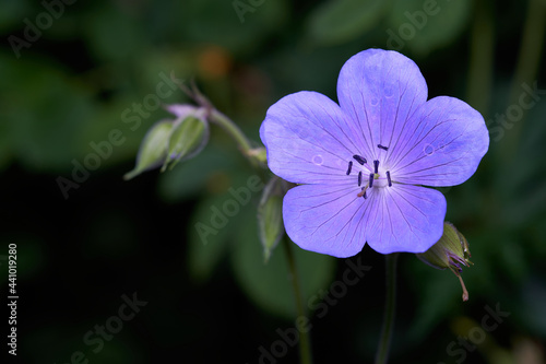 1 purple flower (Geranium pratense). Fresh plant head from above. Closed buds around the plant. High angle view.