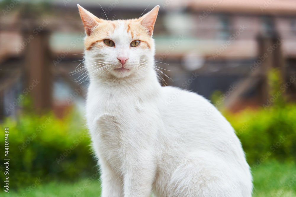 Red cute street cat sitting on a bench