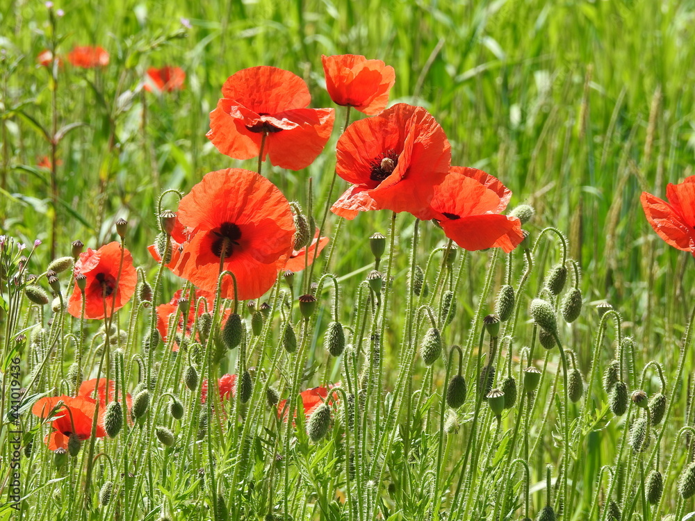 Obraz premium field of red poppies