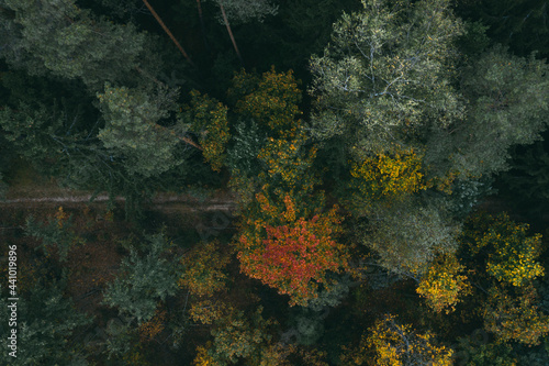 Road in the autumn forest.