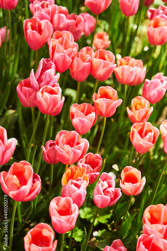Red beautiful tulips field in spring time with sun rays
