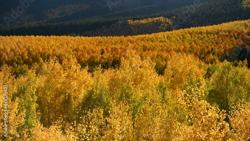 Golden Mountain Valley - A close-up Autumn sunset view of bright golden aspen grove shining in  a mountain valley at base of Sawatch Range. Twin Lakes, Leadville, Colorado, USA. photo