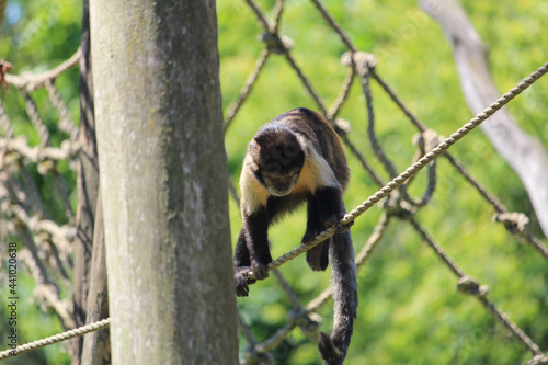 Canvas Print Closeup of a black capuchin monkey jumping on the ropes in the zoo
