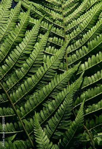 Fern leaf texture wallpaper. Green nature background