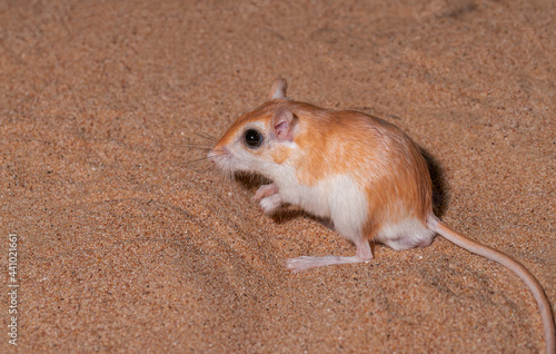 cheesman's gerbil from dubai desert  photo