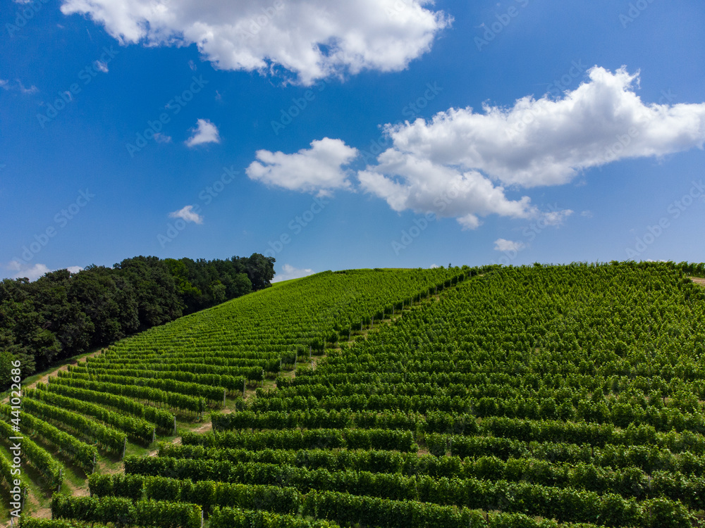Hills near Alba with vineyards, Piedmont - Italy