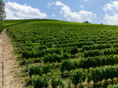 Fototapeta Naklejka Na Ścianę i Meble -  Hills near Alba with vineyards, Piedmont - Italy