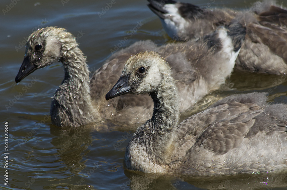 Canadian Goslings in the Water