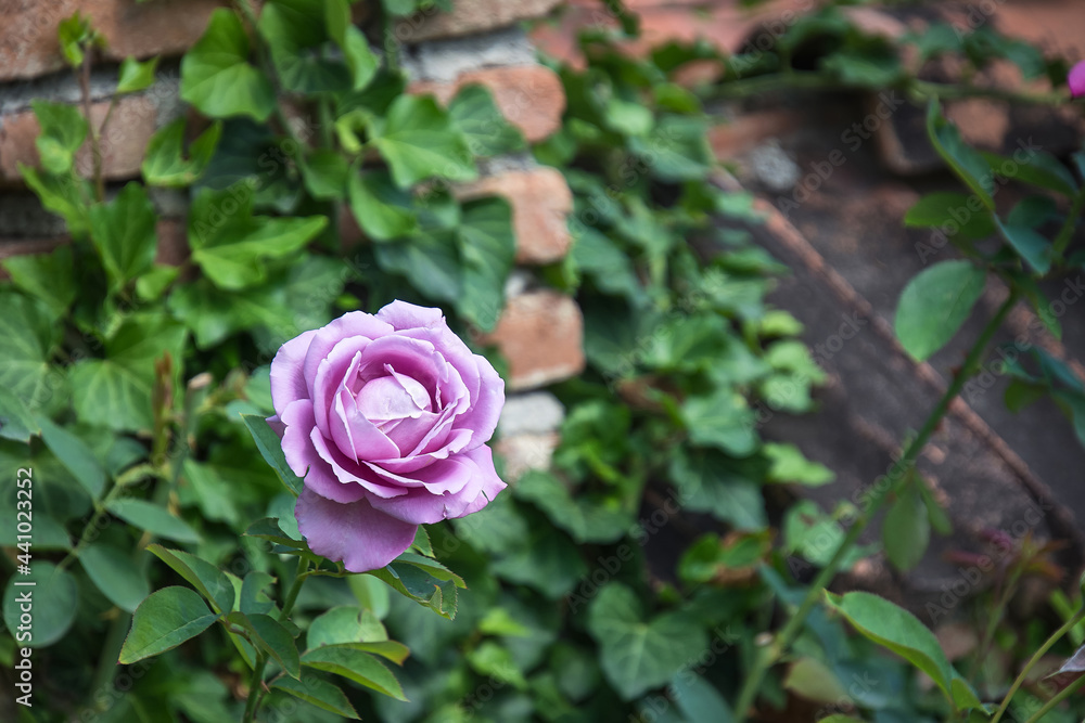Violet rose flower close up view. Rose garden Violet rose flower close up view. Rose garden