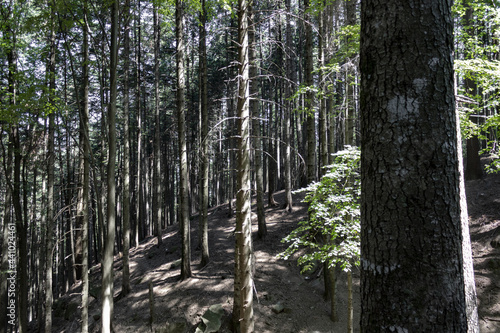 Fototapeta Naklejka Na Ścianę i Meble -  Sentieri nel bosco
