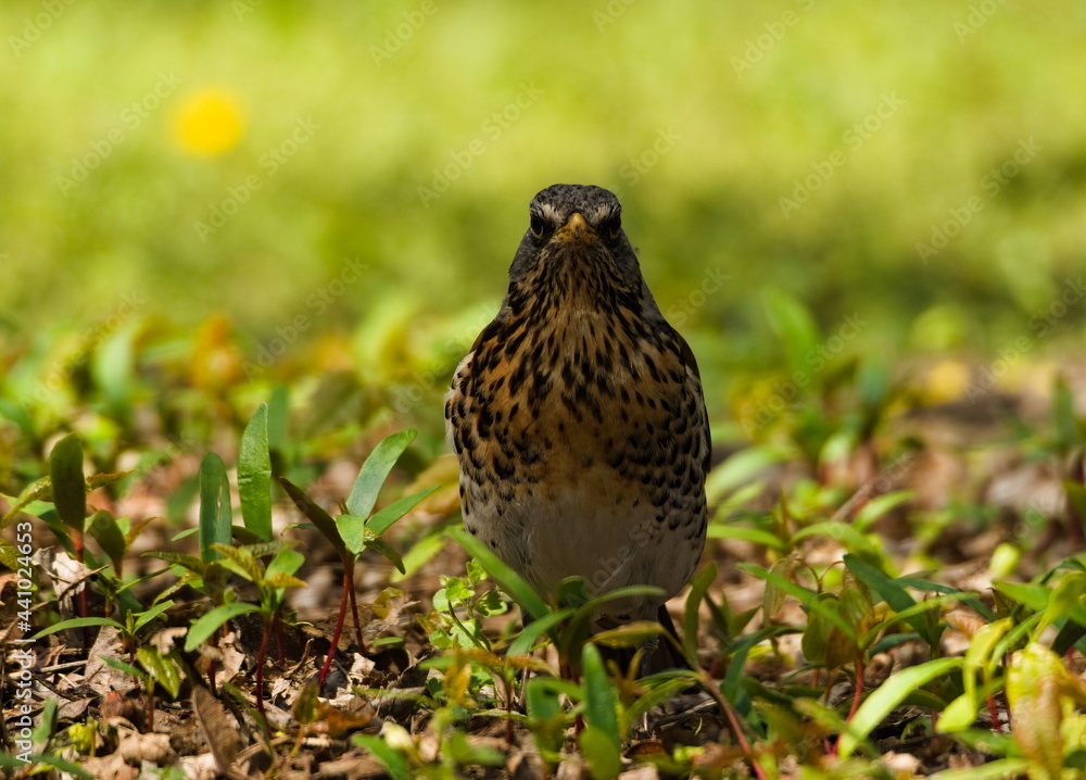The fieldfare (Turdus pilaris) on the grass. Close-up on fieldfare in the park. The fieldfare (Turdus pilaris) on the grass. Close-up on fieldfare in the park.