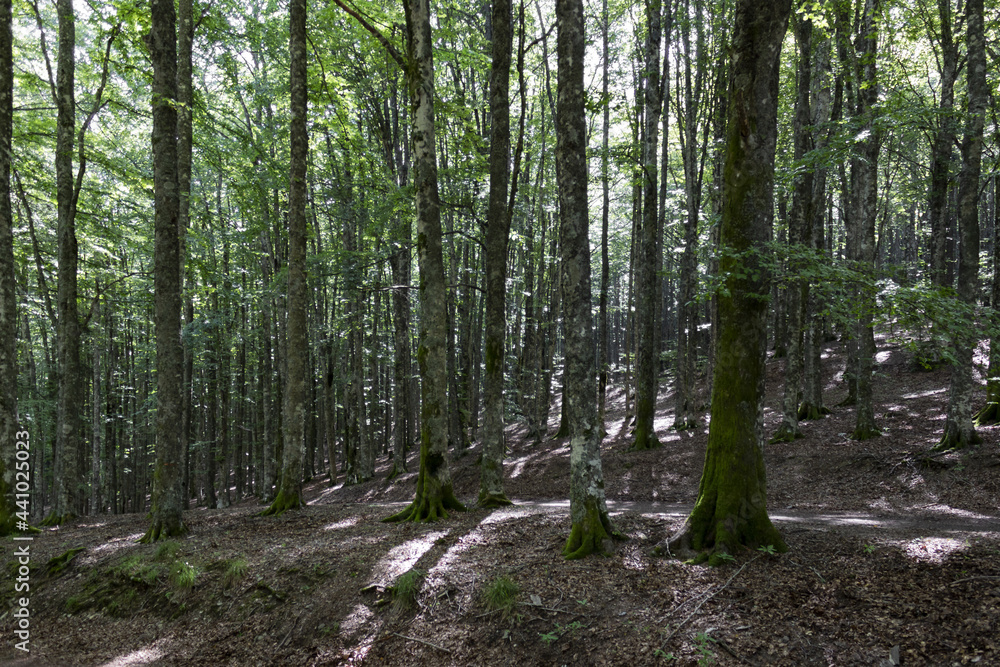 Fototapeta premium Strada attraverso il bosco