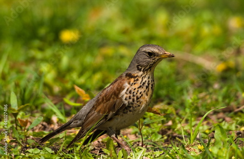 The fieldfare (Turdus pilaris) on the grass. Close-up on fieldfare in the park.