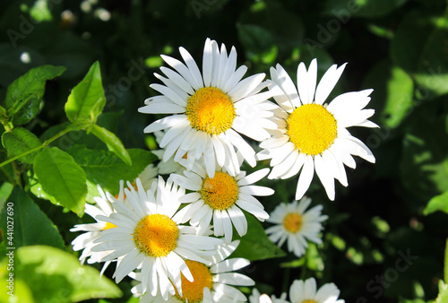 Several white field daisies close-up on the background of grass.