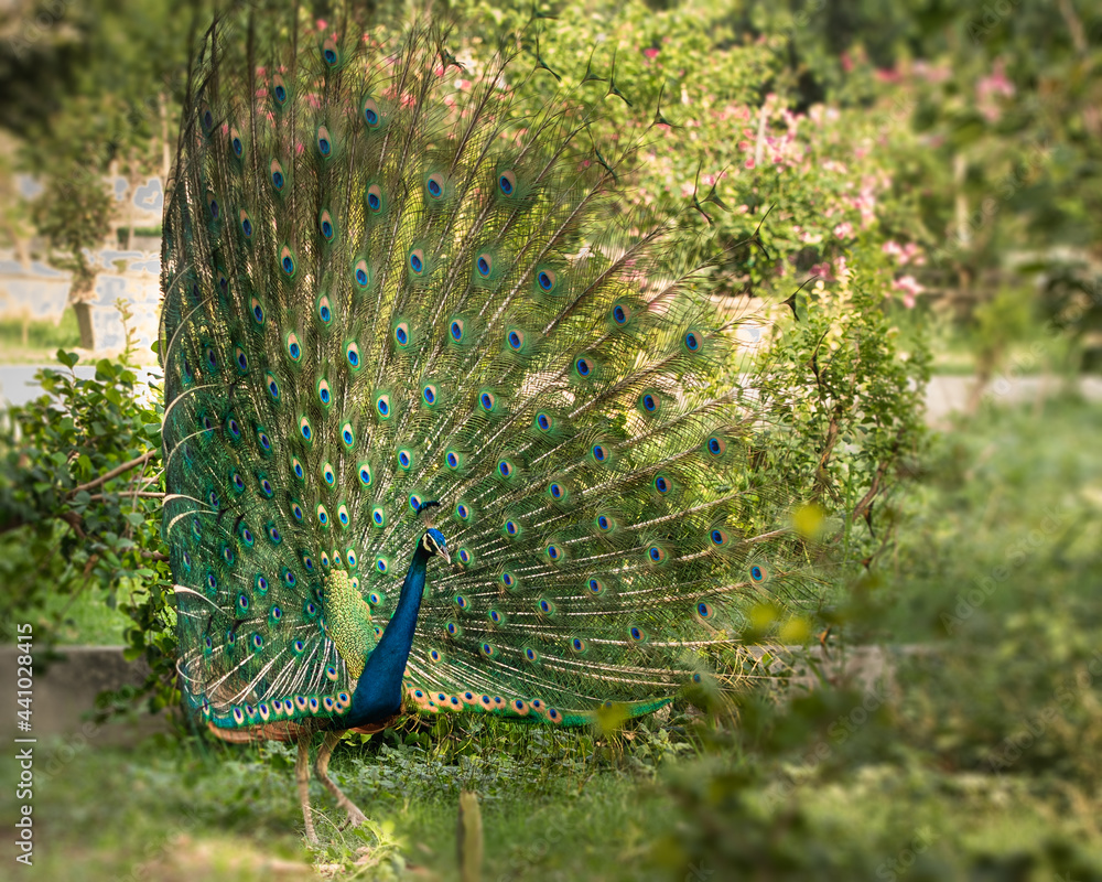 Obraz premium peacock with feathers out