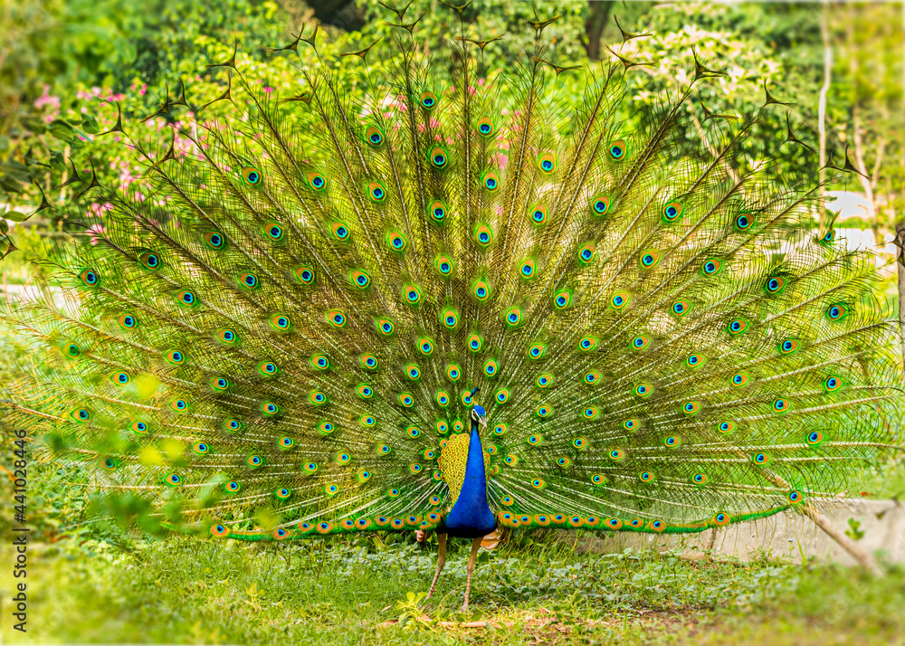 Obraz premium peacock with feathers out
