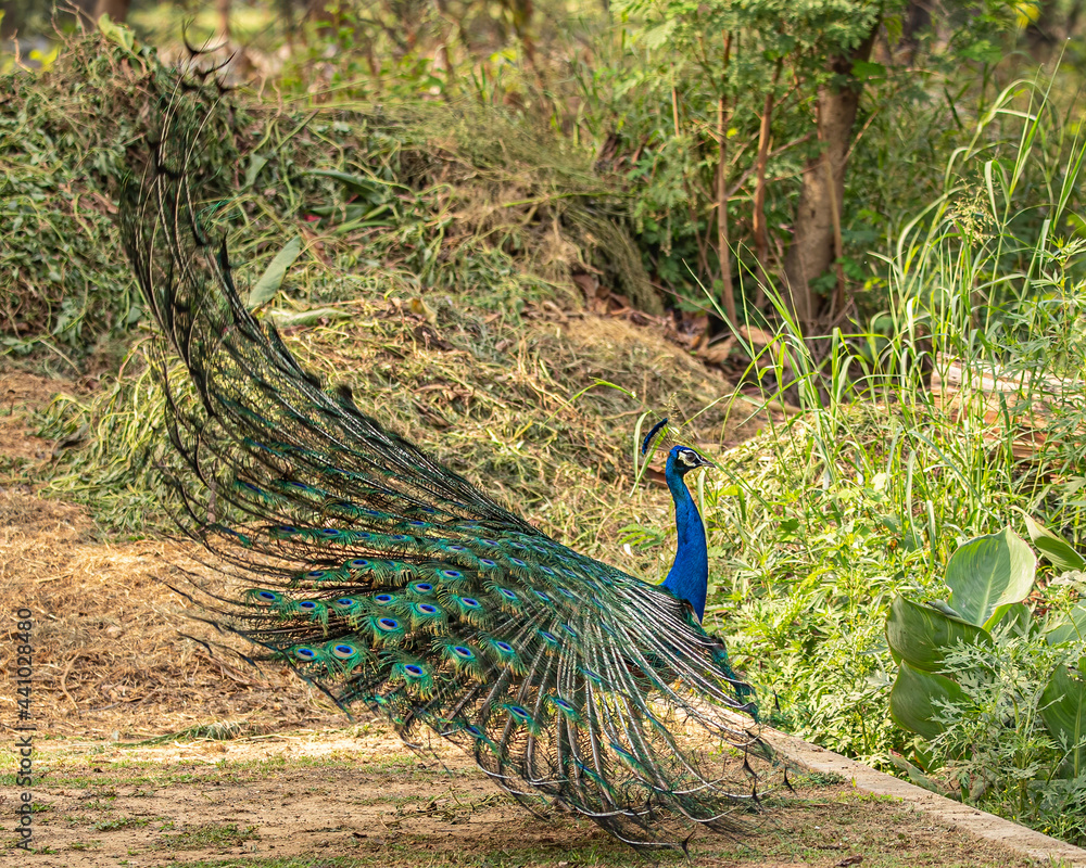 Obraz premium peacock with feathers